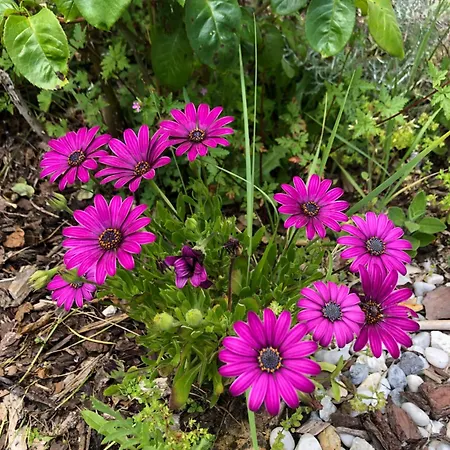 La Sirene Pansiyon *