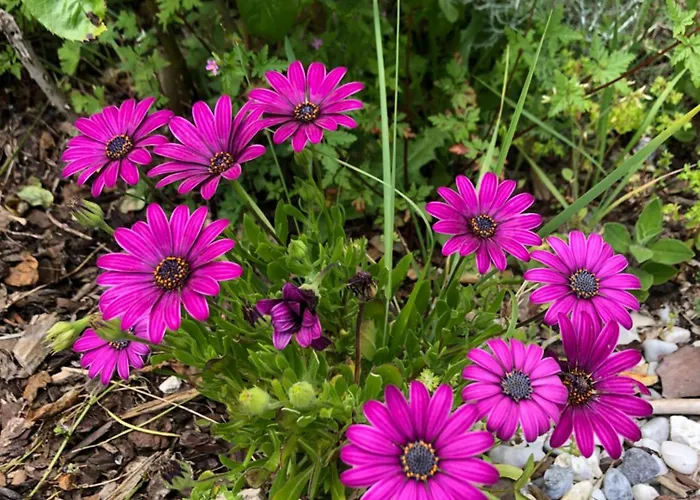 La Sirene Habitación en casa particular *