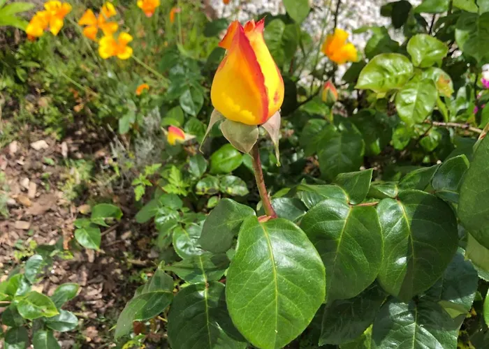La Sirene Habitación en casa particular Grand-Village-Plage